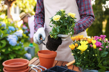 Senior man in apron transplanting beautiful flowers at table in garden, closeup