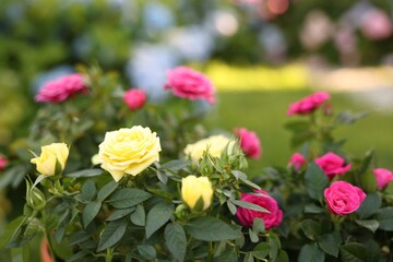 Beautiful rose flowers growing in garden, closeup