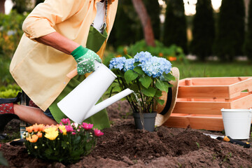 Woman in gloves watering soil before transplanting flowers with can in garden, closeup