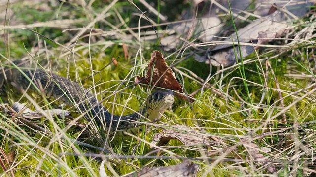 Snake in Spring Wilderness Crawling Through Moss and Grass