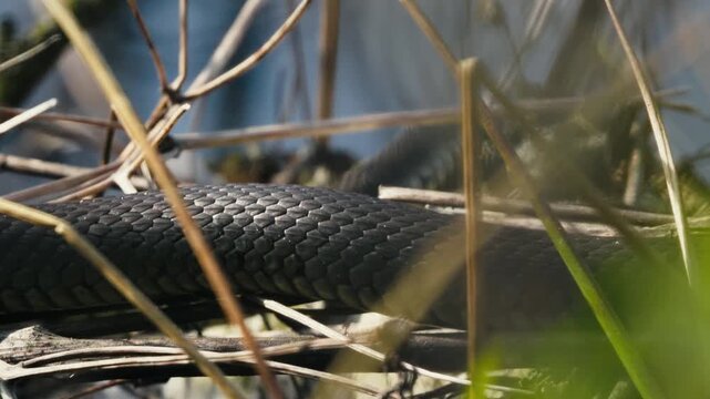 Grass Snakes Warming on a Branch in the Sun