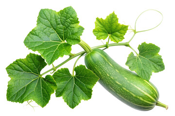 Bottle gourd fruit and leaves isolated for visual projects transparent background