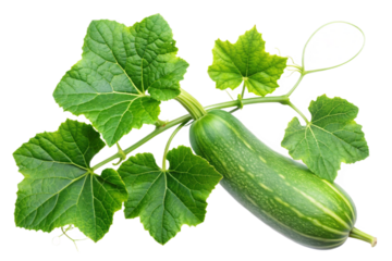 Bottle gourd fruit and leaves isolated for visual projects transparent background