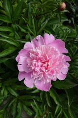Polymerous pink flower of common peony in mid May