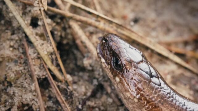 Legless Lizard Crawling on Ground and Flicking Its Tongue in Slow Motion