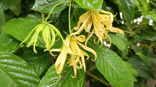Ylang-Ylang flower (ilang ilang), Cananga odorata, yellow petals as long, flat lines that are bent, far fragrant, with water drop of rainy season in ornamental garden. Chiang Mai, Thailand.