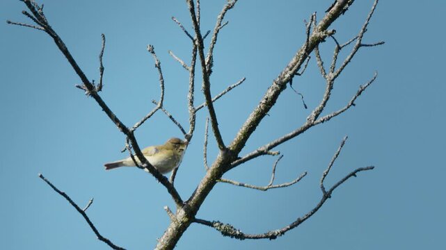 Common Chiffchaff Singing on a Tree in the Sunlight