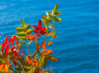 closeup  tree growth on marine cape above emerald sea