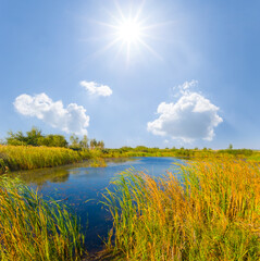Fototapeta premium small calm lake covered by reed at the summer sunny day