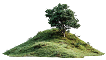 Small grassy hill with a lone tree