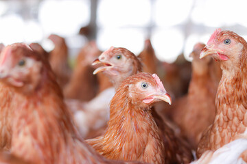 Close up of brown chicken in chicken farm