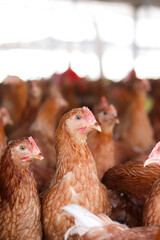 Close up of brown chicken in chicken farm