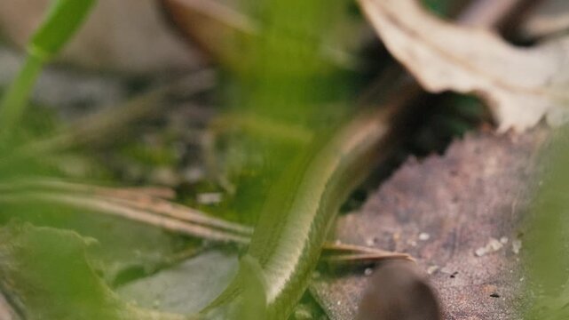 Legless Lizard Crawling on Forest Floor with Tongue Movement in Macro
