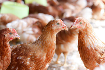 A lot of brown chicken in chicken farm