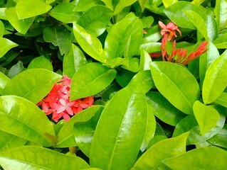 Vibrant flower blooms amidst lush green leaves botanical garden close-up photography natural setting overhead view beauty of nature