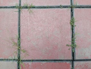 Urban landscape with growing grass between pavement tiles city park photography outdoor aerial view nature's resilience