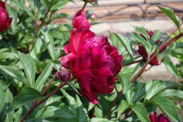 Side view of magenta colored flower of common peony in May © Anna