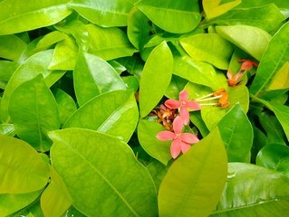 Delicate pink flowers among lush green leaves tropical garden nature photography vibrant environment close-up view serenity concept