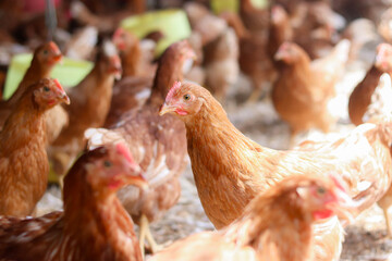 A lot of brown chicken in chicken farm