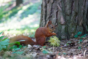 squirrel on a tree