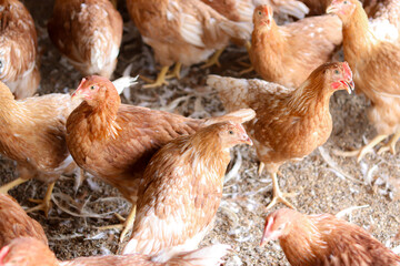 A lot of brown chicken in chicken farm