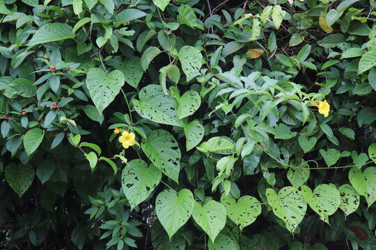 Lush green vines with heart-shaped leaves and yellow flowers create a dense natural tapestry