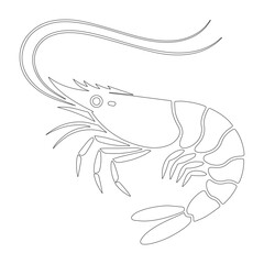 Shrimp vector