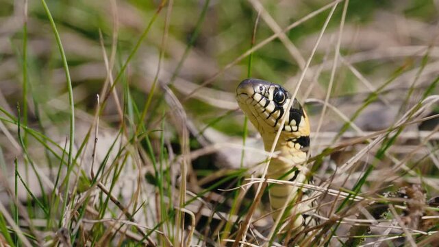 Close-Up of Common Grass Snake in Spring Forest with Moss and Grass