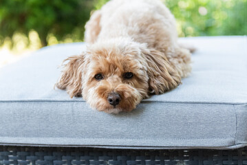 Liegender Maltipoo auf der Terrasse