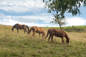 Brown horses grazing in a meadow on a pasture eating grass in the rural countryside in Germany, Europe