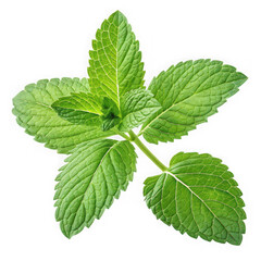 Vibrant green mint sprig freshness and natural aroma isolated for culinary use transparent background
