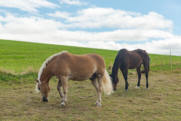Fototapeta premium Brown horses grazing in a meadow on a pasture eating grass in the rural countryside in Germany, Europe