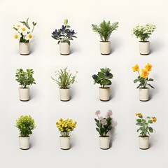 Indoor Plants Collection &mdash; Minimalist interior design with small decorative plants, natural home decor inspiration