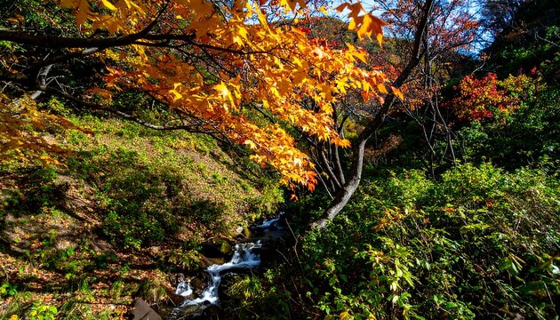 Autumnal mountain stream