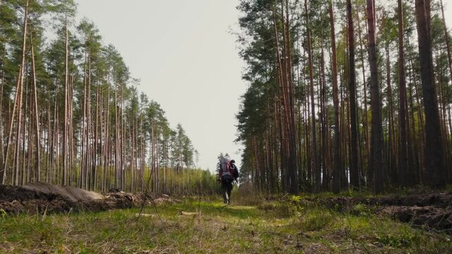 Hiker with Heavy Backpack Walking on Forest Trail in Spring