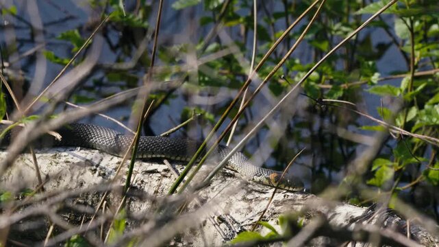 Common Grass Snakes, Natrix natrix, Basking on a Spring Day
