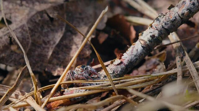 Jumping Spider with Big Eyes Washes Itself on Grass and Branches in Slow Motion Macro Shot.