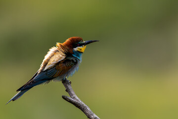 Żołna © chytla_fotografie