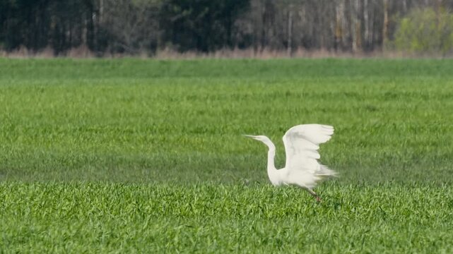 Great White Heron Taking Off from Green Field on Sunny Spring Day - Ardea alba