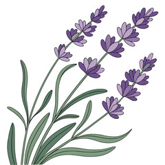 Fototapeta premium Simple Illustration of Lavender Stems with Purple Flowers leaves