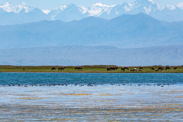 Mountain and water beautiful summer landscape with a lake with waterfowl, grazing cattle on the shore and high snow-capped mountains in the distance.