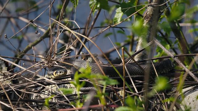 Grass Snakes Warming on a Branch in the Sun