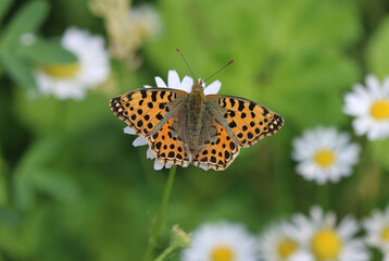 Kleiner Perlmuttfalter - Queen of Spain fritillary
