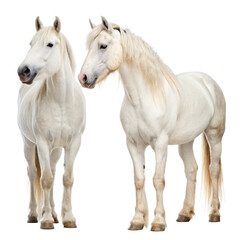 Obraz premium cob horses on cob horses horses horse breed farm horse strong horse cob horse closeup cob horse portrait cob horse isolated transparent background image
