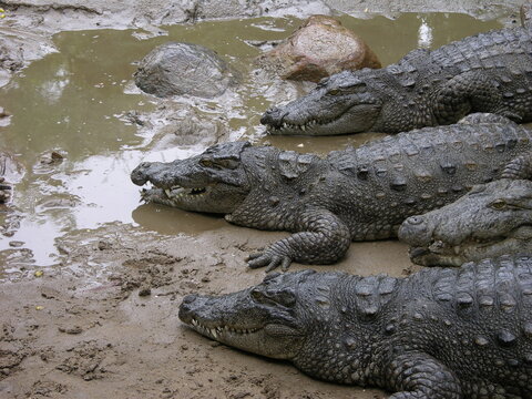 Krokodile in freier Wildbahn