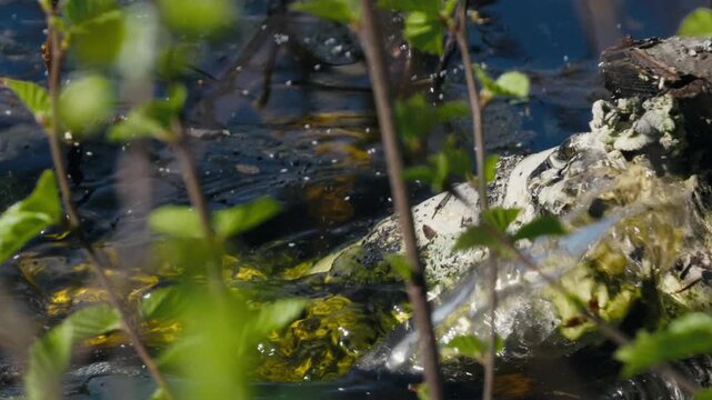 Green Frog Diving Into Forest Pond on a Sunny Day