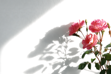 realistic natural rose flower shadow on white wall background, Summer sunlight plants shadow overlay effect, shadow for photo interior backdrop studio mockup