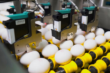 Conveyor line where chicken eggs are marked with, food printer.