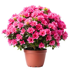 Vibrant pink azalea bush bursting with numerous small delicate flowers in a terracotta pot transparent background