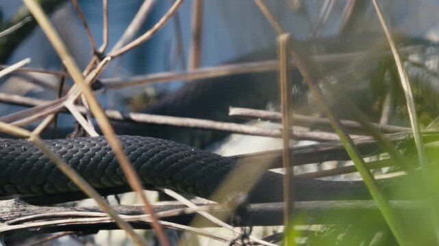 Natrix Natrix on Branches in Close-Up Macro View